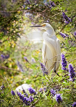 Snowy Egret Bird In Lilac Tree