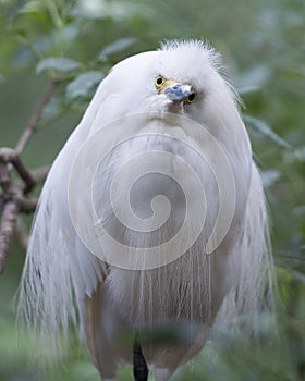 Snowy Egret Bird Photo.  Snowy Egret bird close-up profile view perched with bokeh background.  Looking at the camera. Picture.