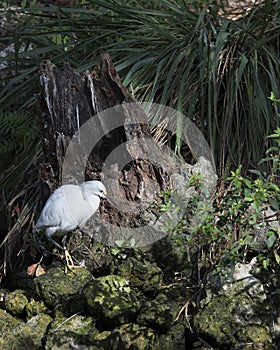 Snowy Egret Bird Photo.  Snowy Egret bird close-up profile view perched with foliage background and rock foreground.   Picture.