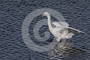 Snowy Egret bird standing in deep blue water wings spread