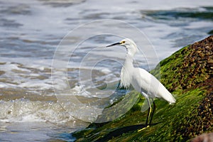 Snowy egret bird standing on the shore.