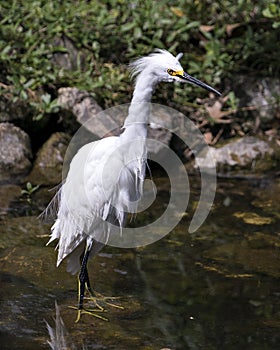 Snowy Egret bird Stock Photos. Image. Portrait. Picture. Beautiful white fluffy feathers plumage. Standing in water. White color