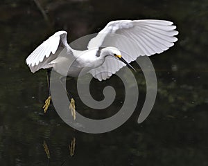 Snowy Egret bird Stock Photos. Image. Portrait. Picture. Beautiful white fluffy feathers plumage. Standing in water. White color