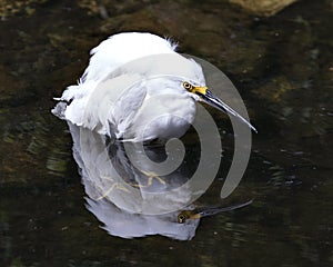 Snowy Egret bird Stock Photos. Image. Portrait. Picture. Close-up profile view. Reflection in the water. Bird reflection. White