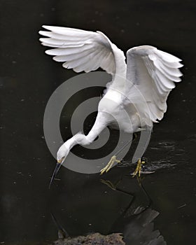 Snowy Egret bird Stock Photos. Image. Portrait. Picture. Close-up profile view. Spread wings. Water background