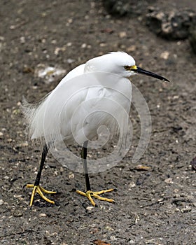 Snowy Egret bird Stock Photos. Snowy Egret bird close-up profile view standing on the ground