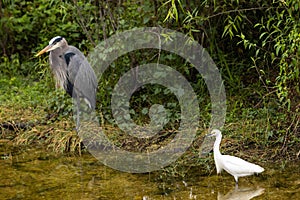 Snowy Egret And Blue Heron