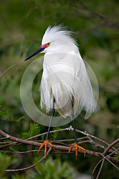 Snowy Egret Breeding Colours