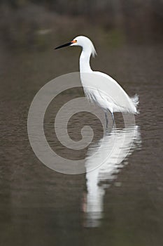 Snowy Egret in Breeding Plumage