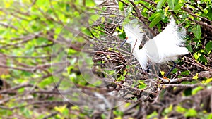 Snowy egret in breeding plumage