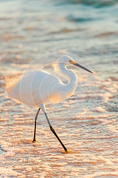 Snowy Egret in breeding plumage on the beach.Naples.Florida.USA