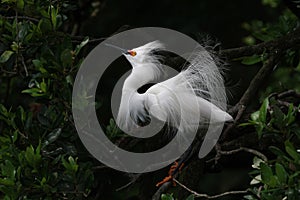 Snowy Egret in breeding plumage and coloration in Saint Augustine, Florida.