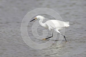 Snowy Egret in Breeding Plumage Foraging in a Shallow Bay