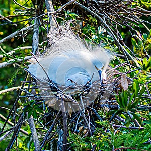 Snowy Egret in Breeding Plumage on the Nest