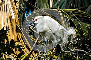 Snowy Egret in Breeding Plumage a Palm Tree