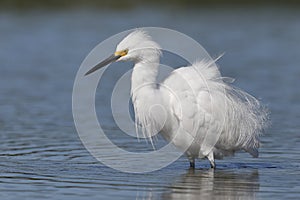 Snowy Egret in breeding plumage - Pinellas County, Florida