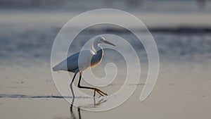 Snowy Egret, Breeding Plumage, San Carlos Bay, Bunche Beach Pres