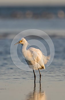 Snowy Egret, Breeding Plumage, San Carlos Bay, Bunche Beach Pres