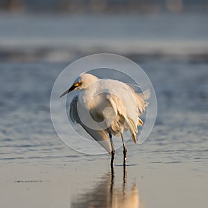 Snowy Egret, Breeding Plumage, San Carlos Bay, Bunche Beach Pres