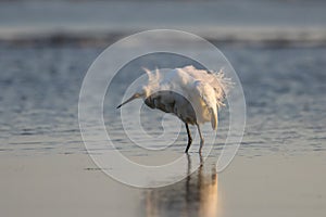 Snowy Egret, Breeding Plumage, San Carlos Bay, Bunche Beach Pres