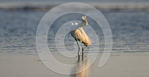 Snowy Egret, Breeding Plumage, San Carlos Bay, Bunche Beach Pres