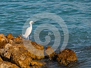 Snowy Egret in Breeding Plumage Standing on a Rock