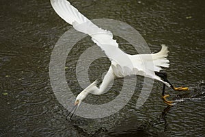 Snowy egret catching a fish in the Florida Everglades.