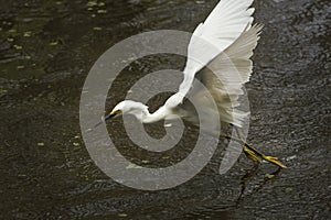 Snowy egret catching a fish in the Florida Everglades.