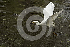 Snowy egret catching a fish in the Florida Everglades.