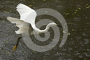 Snowy egret catching a frog in the Florida Everglades.