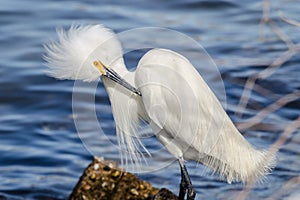 Snowy Egret