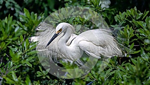 Snowy Egret Comes in For Landing