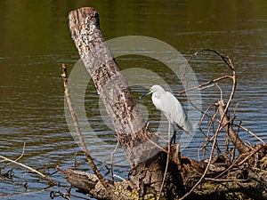 Snowy Egret in a Dead Tree