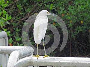 Snowy Egret At Ding Darling Refuge