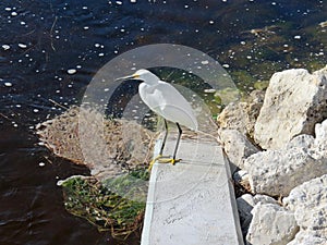 Snowy Egret Ding Darling Wildlife Refuge Sanibel Florida
