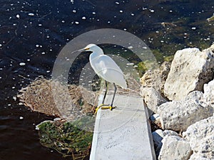 Snowy Egret Ding Darling Wildlife Refuge Sanibel Florida