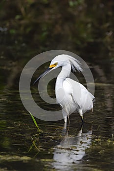 Snowy egret displaying breeding plumage in Big Cypress National Preserve.Florida.USA