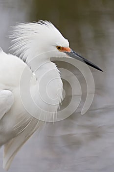 Snowy Egret Displaying plumage.