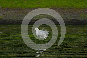 Snowy Egret