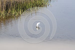 A snowy Egret dives its long neck into the shallow marsh water for a small fish