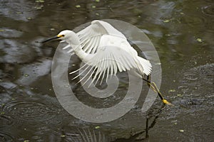 Snowy egret dragging its feet while flying in Florida`s Everglad