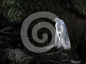 Snowy Egret Dressed in Lacy Plumage