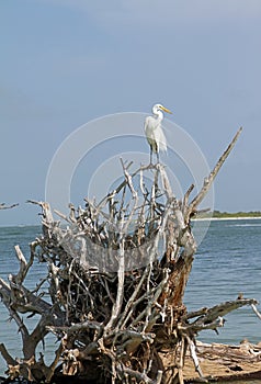 A Snowy Egret on Driftwood