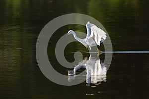 Snowy Egret dripping water from beak while chasing fish