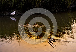 Snowy Egret and Ducks Meet