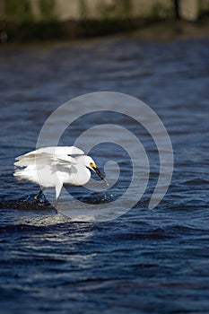 Snowy Egret Eating Fish