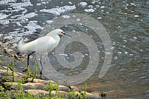 Snowy egret at the edge of the stream