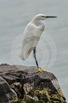 Snowy Egret Egretta garzetta standing on rocks