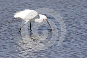 Snowy Egret Egretta thula