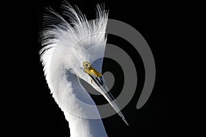 Snowy egret, egretta thula photo